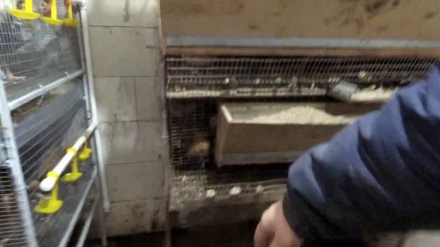 АВТОНОМНЫЙ ПТИЧНИК В СНТ. Увеличиваем Поголовье