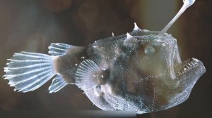 САМЫЕ УЖАСНЫЕ ОБИТАТЕЛИ ГЛУБИН, КОТОРЫХ ВЫ НИКОГДА НЕ ВИДЕЛИ РАНЬШЕ