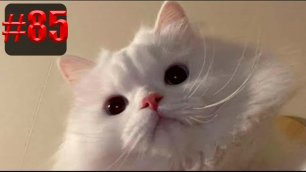 766 секунд Смеха 🐱😂  | UNUSUAL MEMES приколы лучшие до слез 🐱🤣 2022 Funny cute cats compilation