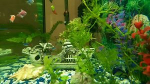 Живой аквариум. Расслабляющая красивая музыка. Рыбки плавают почти 4 часа