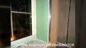 Как правильно сделать откосы на окнах, чтобы не было грибка