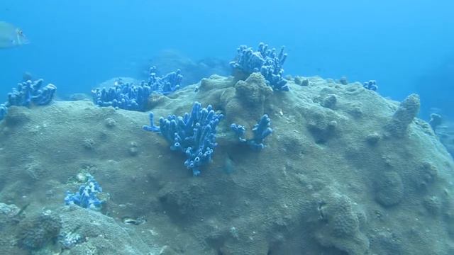 Advance Diving