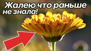 2 таких цветка в день избавляют от всех хронических болячек. Польза, ноготков, бархатцев календулы.