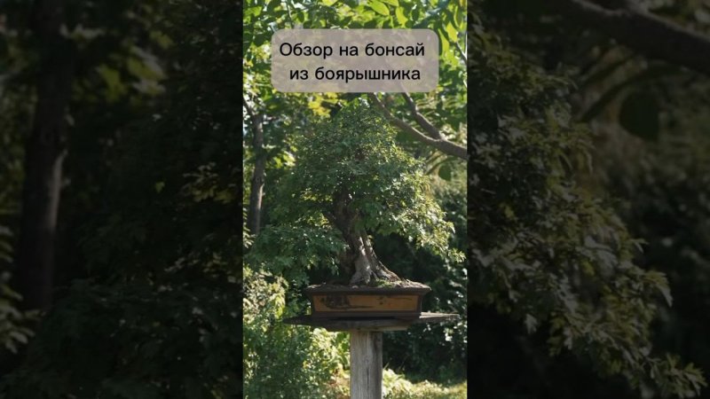 Обзор бонсай из боярышника. #бонсай #bonsai #сад #андрейдарусенков #боярышник #ниваки