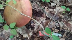 ОГРОМНЫЙ ГРИБ!!! Синюшка!!! Июнь Макеевка 2021г.