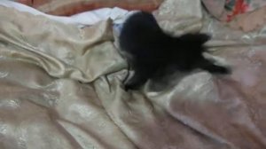 Кошка бегает за своим хвостом!