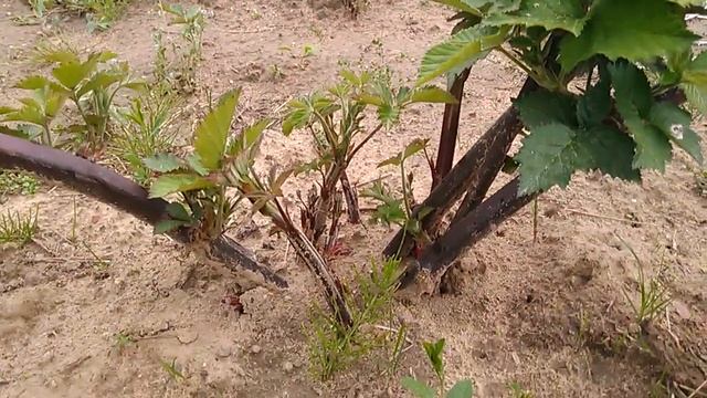 Ежевика, сорт: Лох Тей. Укрывной, бесшипный, ранний. смотреть онлайн