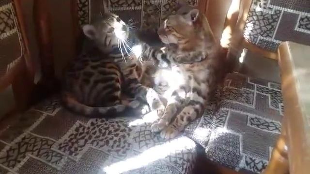 The most romantic cats in the world  Самые романтичные коты в мире!