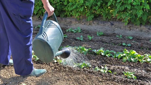 И в саду, и в огороде - 30.05.22 Работы в июне