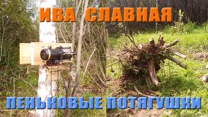 Ива Славная: Пеньковые потягушки (24.08.2023)
