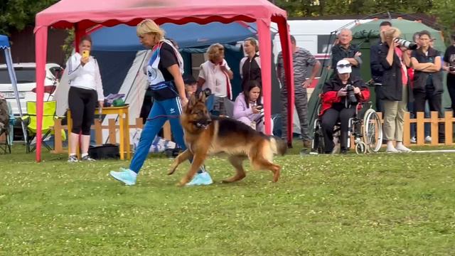 ПП 069 De Orse Mak Flai YANAJ RAJMOND / Моно немецких овчарок ранга ПК БРОННИЦЫ 10 августа 2024