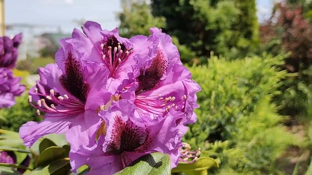 Цветущие кустарники: Рододендроны и Азалии | Уход за Рододендронами и Азалиями