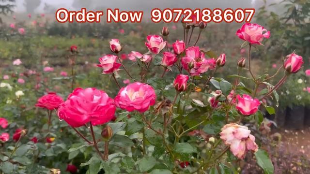 പുതിയ  സ്റ്റോക്ക്  വന്താച്ചേ /റോസുകളുടെ  മേളം /Rosemalayalam /Nadanroses смотреть онлайн