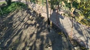 Мороз побил листья на винограднике. Что делать?