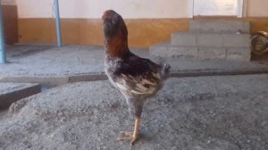 Гилянская порода кур!!!