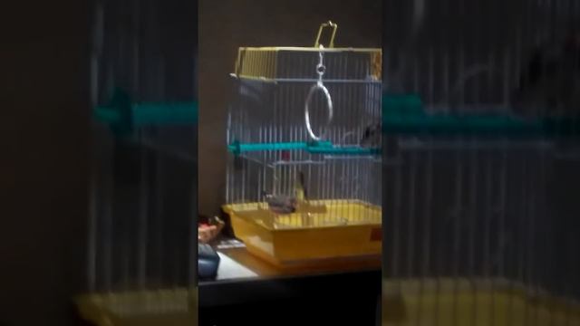 Амадины - купание смотреть онлайн