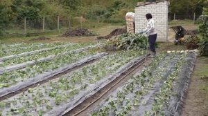 ЧЕСНОК. ПЕРЕГНОЙ. Полив ПОСЛЕ ПОСАДКИ.