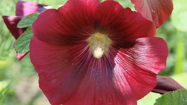 Мальва і хатня квітка Сухомлинський Сказки на ночь Казки на ніч смотреть онлайн