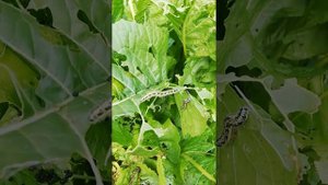 Гусеницы на листьях хрена) caterpillar oruga 무한 궤도