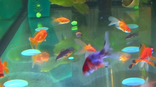 22# ВЫПУСКАЕМ РЫБОК В АКВАРИУМ смотреть онлайн