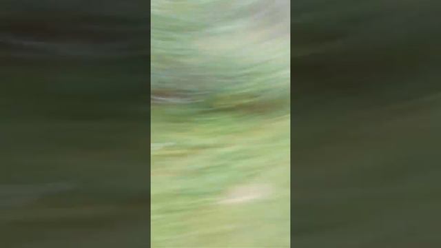 трактор Т-25-А в лесу смотреть онлайн