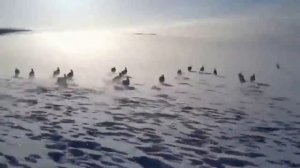 Стадо зайцев бежит по снежному полю!