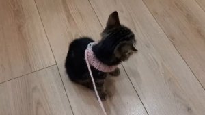#кошка #питомцы // Шлейка для котёнка своими руками.