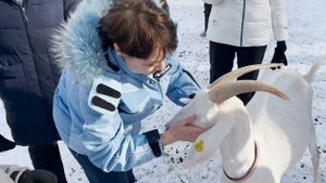 Как проходят экскурсии на ферме. Ферма коз в Подмосковье.