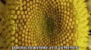 Числа Фибоначчи