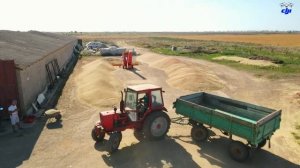 Крым, Уборка урожая 08.2022