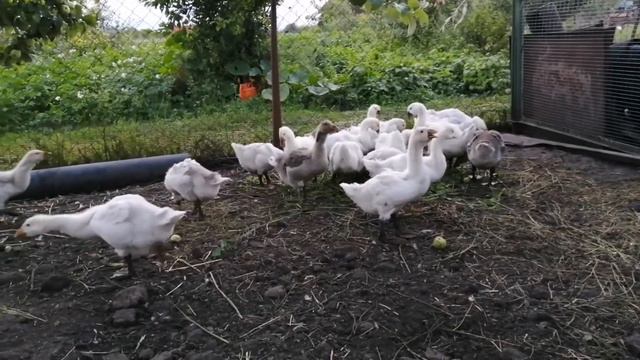 Гуси ХОЛМОГОРЫ. ХОЛМОГОРСКИЕ ГУСИ KHOLMOGORSKY GEESE