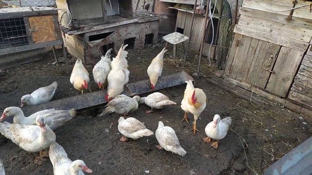 Лайфхак на хоздвор //Жизнь в деревне!!!