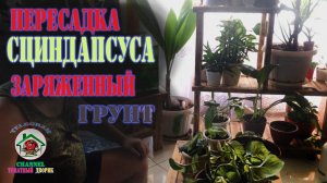 ПЕРЕСАДКА сциндапсуса в ЗАРЯЖЕННЫЙ грунт