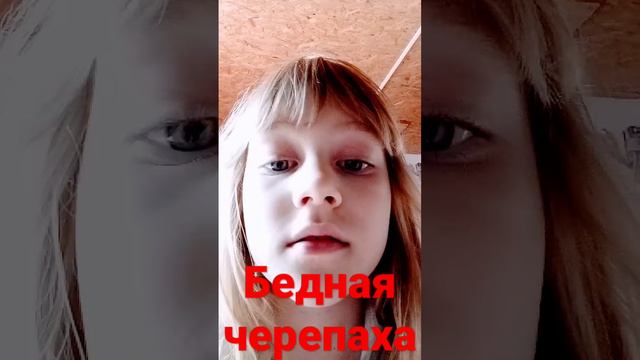 бедная черепаха смотреть онлайн