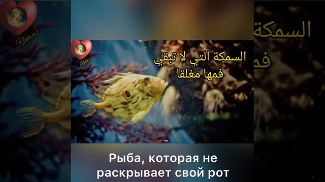 благой нрав#ислам#единобожие#благо#обисламе смотреть онлайн