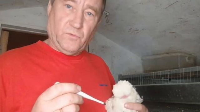 Знаете почему можно пить сырые перепелиные яйца?
