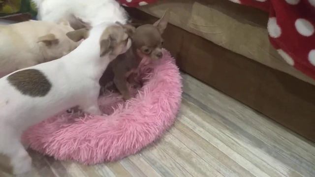 Космос и наши чихуахуа Симферополь Кастропуло Крым