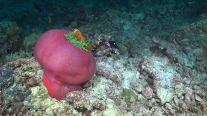 Мальдивы | симбиоз актиния и рыба клоун