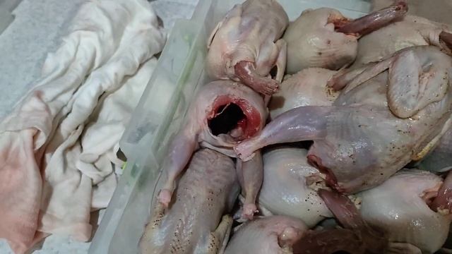 Забой перепела перепела Розведення перепілок готовимдома диетическоепитание