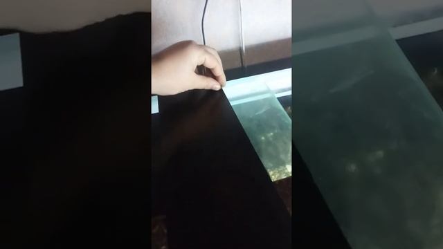 Жук вонючка сьеден Астронотусом смотреть онлайн