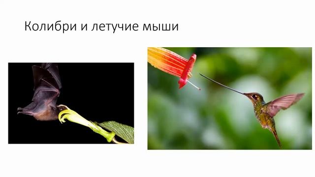 Что могут рассказать растения? О животных смотреть онлайн