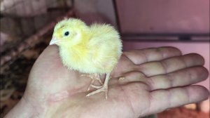 Вкусная птичка перепел. Заготовка мяса от самого яйца. В магазине посмотришь облизнешся и уйдешь