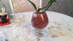 Зксперимент !) Пересадка орхидеи в Серамис.