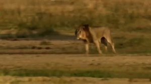 Прожорливые Животные