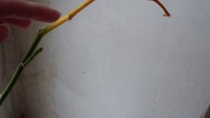 Хобби.Правила обрезки орхидеи после цветения.