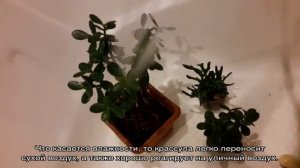 Крассула — уход в домашних условиях