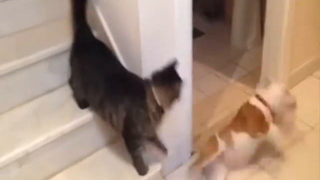 Кот Довакин смотреть онлайн