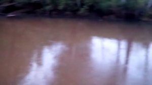 Вертушка Mepps ловит щуку даже в лужах.