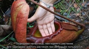 Непентес — уход и содержание цветка дома