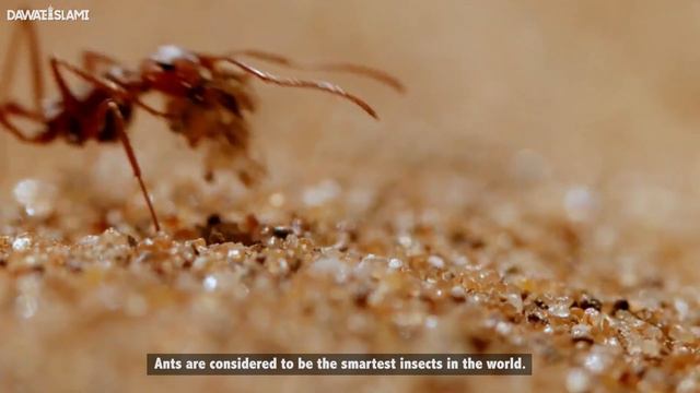 Ant Facts In Urdu Choonti Ki Baray Mein Amazing Maloomat - By Soban Attari смотреть онлайн